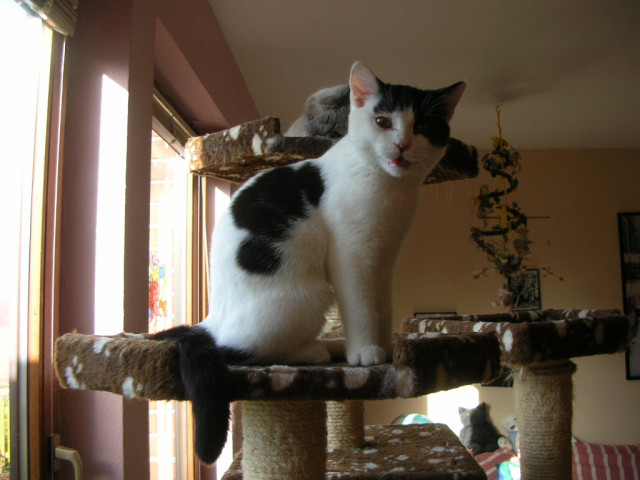 BKKater Georgio von der Kota - Tiere - Wolfsburg