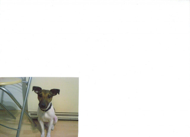 Suche neues Zuhause!!! - Tiere - Paderborn