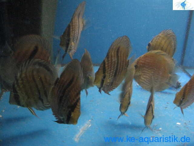 Seltene Zierfische direkt vom Importeur und Züchter ke-aquaristik - Tiere - Soyen