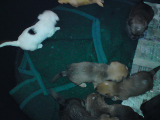 Jack Russel Terrier Welpen super seltene Farben Tricolor - Tiere - rösrath