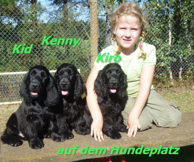 Wunderschöne Englisch Cocker Spaniel - Welpen -  VDH/FCI - Tiere - Neuhausen/Spree OT Laubsdorf