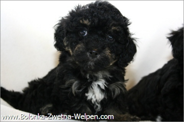 Bolonka-Zwetna  Welpen ab sofort zur Abgabe - Tiere - Hannover