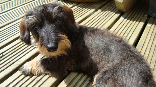 Suche Deckruede fuer Zwergrauhaar Dackel aus englischer Zucht mit Papieren - Tiere - Luxembourg