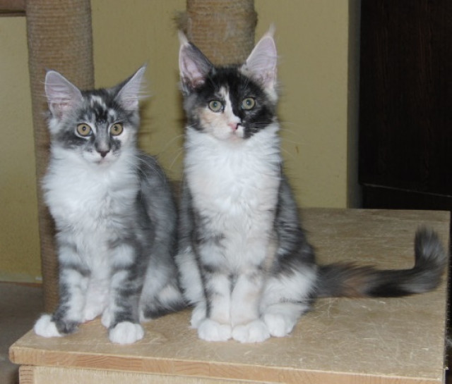 Van de Borg noch tolle Maine Coon Babys abzugeben! - Tiere - Remagen