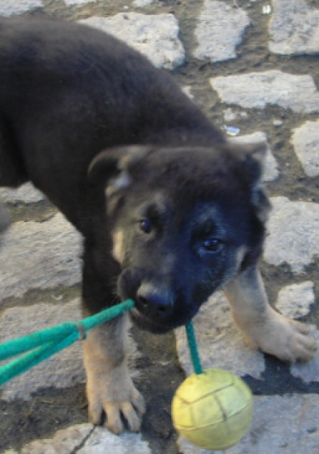 DSH Welpen Ost / West Verpaarung - Tiere - Hohndorf