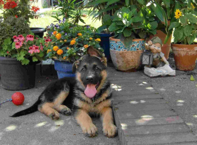 Deutsche Schäferhunde    SV / VDH            - Tiere - Elsterwerda