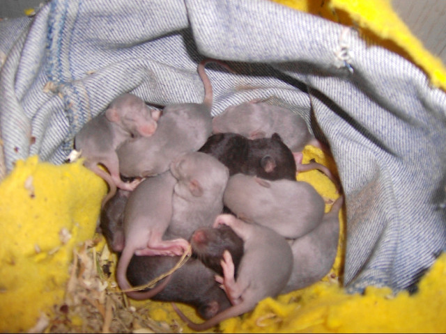 Rattenbabys in english blue - Tiere - Lohe- Rickelshof