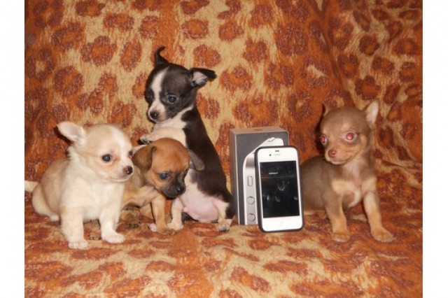 ***REINRASSIGE XXS-MINI-GLAMOUR-GIRLS UND BOYS IN WUNDERSCHÖNEN FARBEN** - Sonstige Anzeigen - Hessen