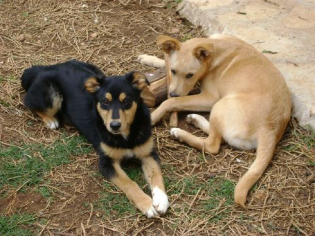 Dringend Pflegestelle gesucht - Tiere - Solingen