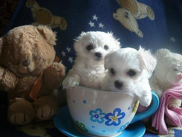 Bezaubernde reinrassige Mini- Malteser- Babys - Tiere - Frankfurt