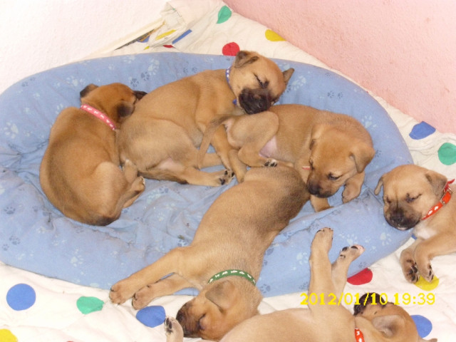 4 bezaubernde welpen zu verkaufen  - Tiere - berlin