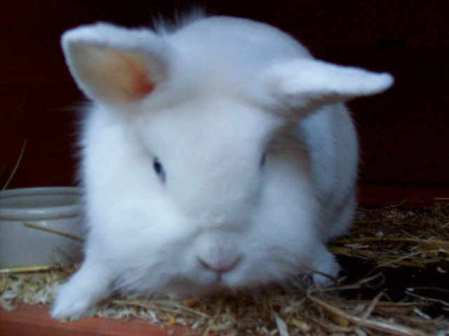 Verkaufe Kaninchen mit ganz vielem Zubehör!!! - Tiere - Metelen