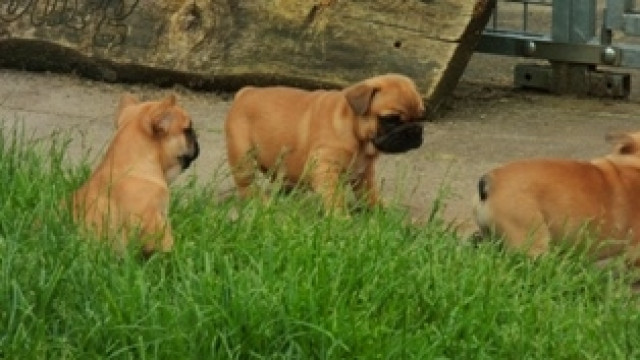 French Bulldog welpen Red Fawn der extra Klasse abzugeben.  - Tiere - Zwinge