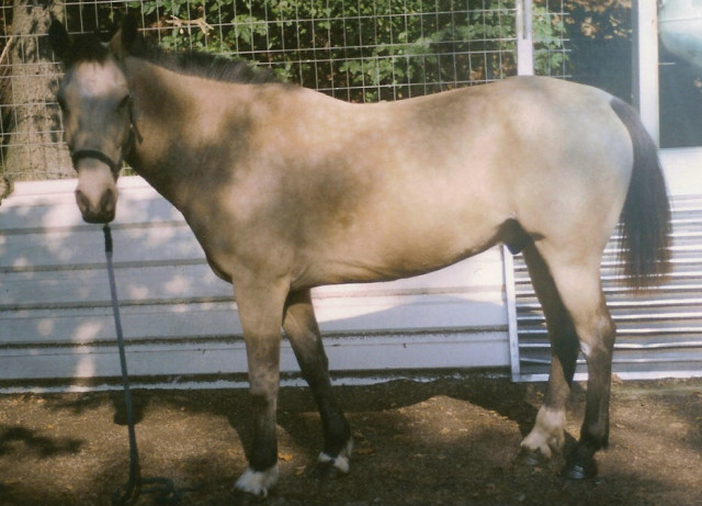 SCHICKER CRIOLLO WALLACH ZU VERKAUFEN !!! - Tiere - ISERLOHN
