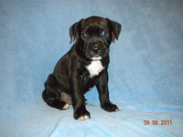 Süße Amstaff Babys - Tiere - Bad Gastein