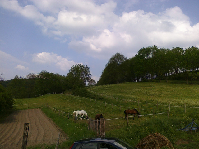 Kleine Offenstallgemeinschaft in 56745 Rieden sucht - Tiere - Rieden