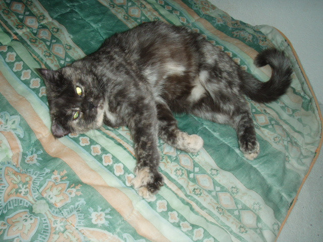 Hübsche Bkh-Mixkatze 2. Jahre!!! - Tiere - Ansbach