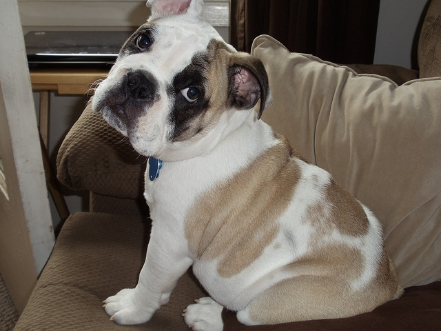  Englisch Bulldogge Welpen für weggeben! - Tiere - München