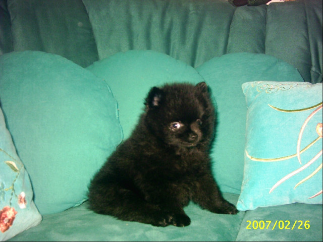 Pomerain/zwergspitz - Tiere - Irdning