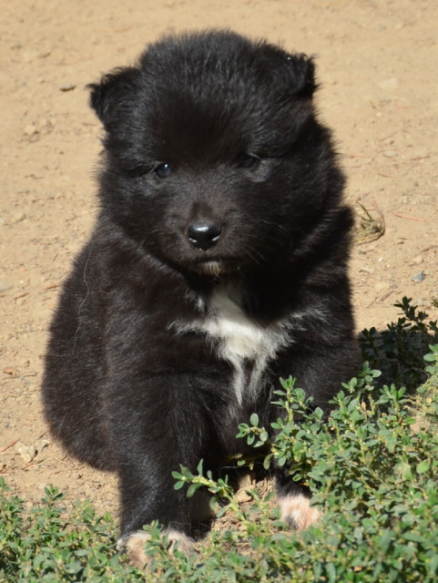 Finnische Lapphund - Tiere - Czech Republic