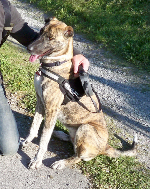 MILET - liebe, sportliche Hündin sucht nettes Zuhause - Tiere - Altensteig