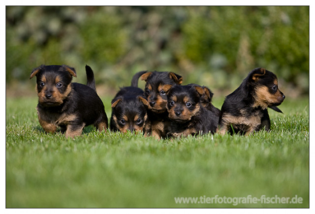 Australian Terrier Jumpers Welpen im nächsten Frühling - Tiere - Nordwalde