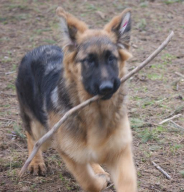 Langstockhaar Schäferhund Welpe - Tiere - Großkampenberg