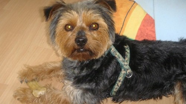 Rocky ein Kerl zum verlieben - Tiere - Beuebeuren