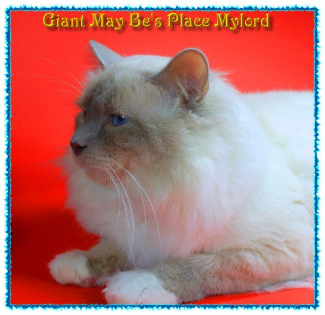 Hl.Birma Deckkater,EU.Ch. Giant May Be s Place Mylord lilac point hat noch Termi - Tiere - Duisburg