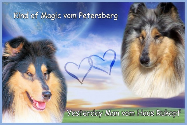 Colliewelpen (VDH/FCI) - Tiere - Eisenach