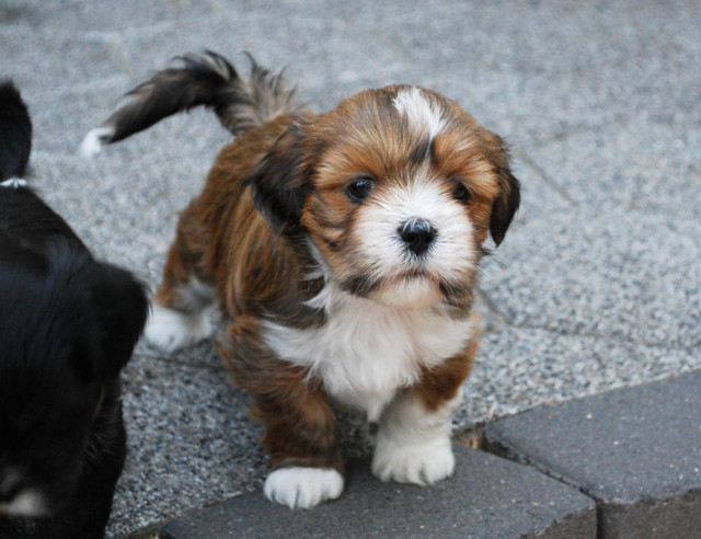 Lhasa Apso Welpen - Tiere - Detmold