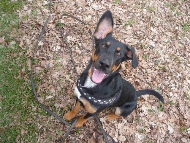 Tines-Tierbetreuung - Dienstleistungen Business Gewerbe - Haltern am See