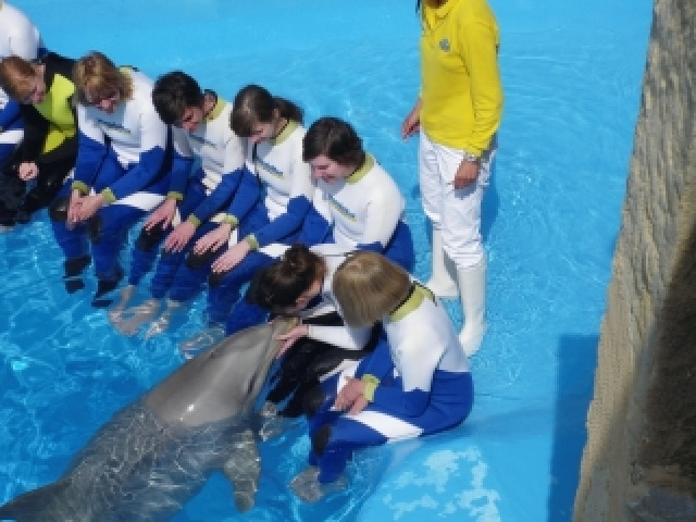 Kurse mit Delphinen/ Ausbildung zum Delphintherapeuten - Wellness Gesundheit - Benidorm