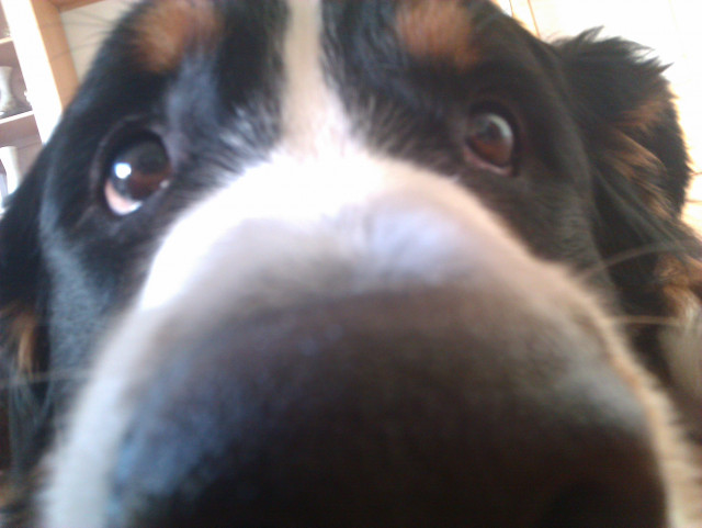 Wer schenkt uns einen Welpen bis 6 Mon. - Tiere - ahlen