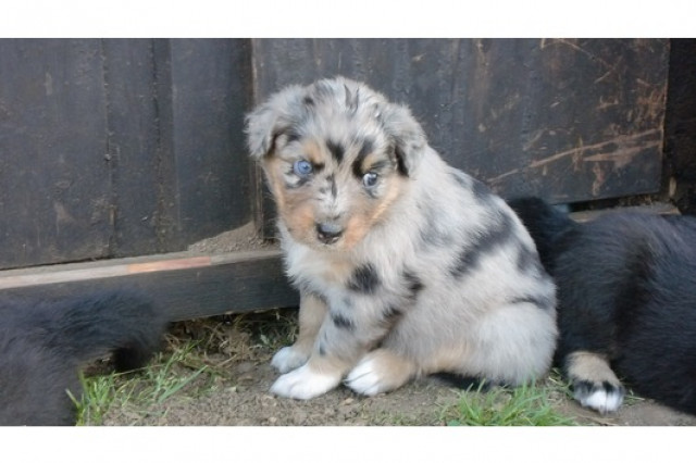Australian Shepherd Welpen mit Papieren - Tiere - Blankenheim