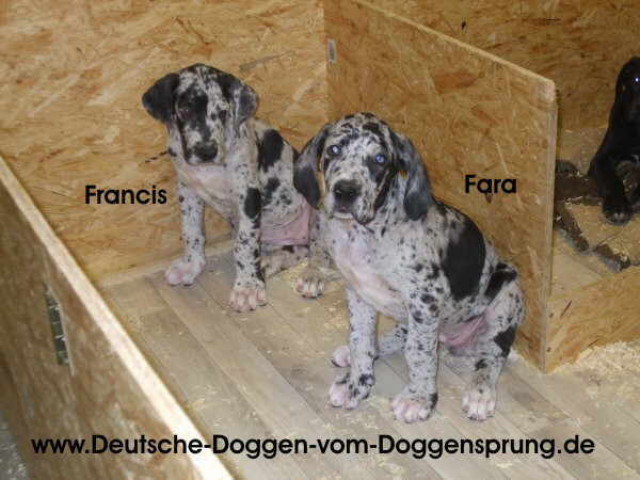 Deutsche Dogge Welpen mit Papiere suchen ab sofort ein Zuhause - Tiere - Vettweiß