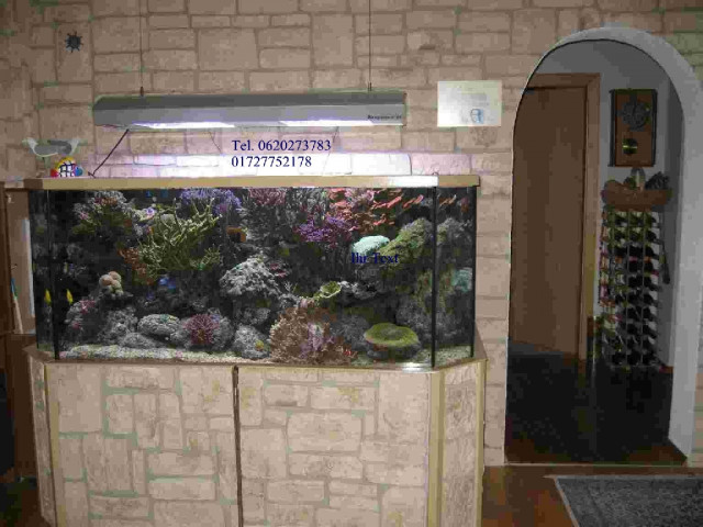 Seewasser Aquarium - Tiere - Brühl