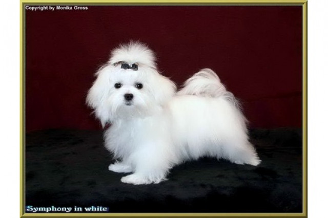 Welpe vom Malteser-Hundeparadies  - Tiere - Lastrup/Hammel  