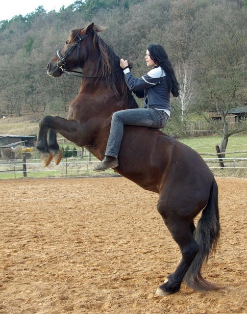 Biete qualifizierten Reitunterricht/Beritt in Raum MIL,MSP,TBB für alle Alterskl - Tiere - Wertheim