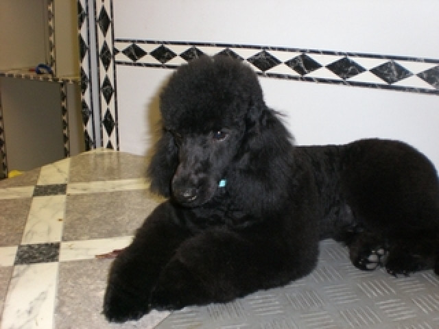 2 schwarze Zwerg Pudel Welpen, 6 Monate alt (Düsseldorf) - Tiere - Düsseldorf