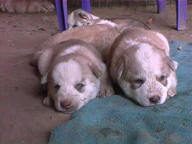 Siberian Huskies - Tiere - Bedburg