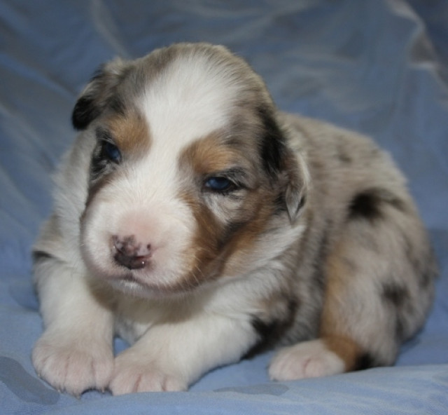Australian Shepherd Welpen - Tiere - Meinerzhagen