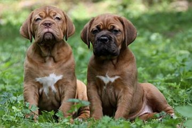 Bordeauxdoggen Welpen mit VDH-Papiere, Wurfankündigung - Tiere - Quedlinburg