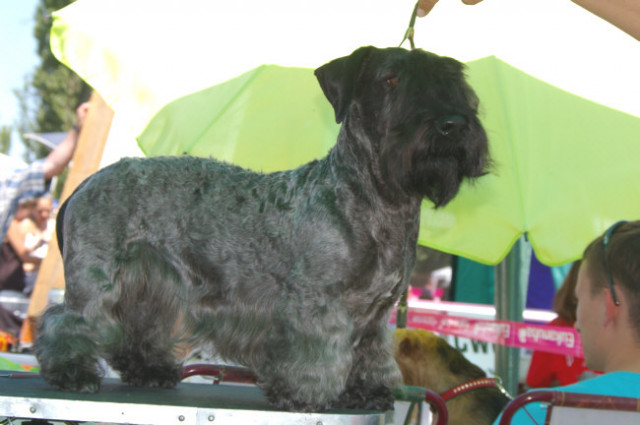 Cesky Terrier Rüde - Tiere - Ragow/bei Mittenwalde