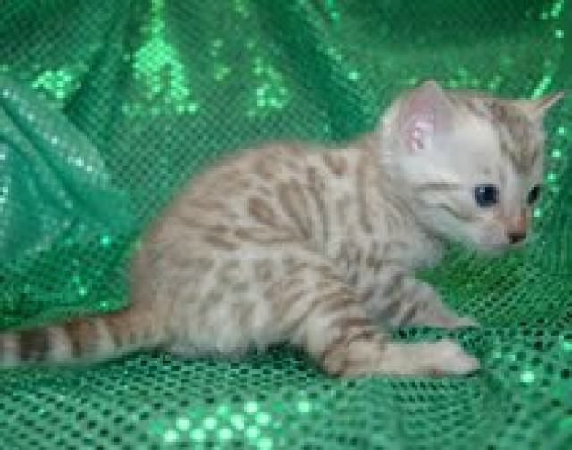  7 männliche und weibliche Bengal-Katzen - Tiere - Erfurt