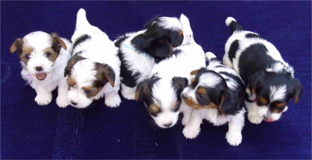 6 hübsche reinrassige Biewer Yorkshire Terrier Welpen - Tiere - Langenau