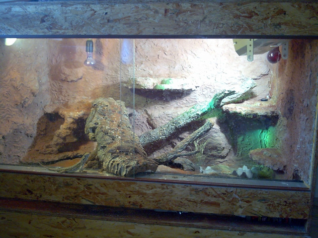 Pogona Henry Lawsonis - Tiere - Dietenheim