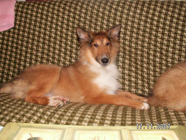 Süße knuddelige wunderhübsche kleine Collie-Babys - Tiere - Manitou