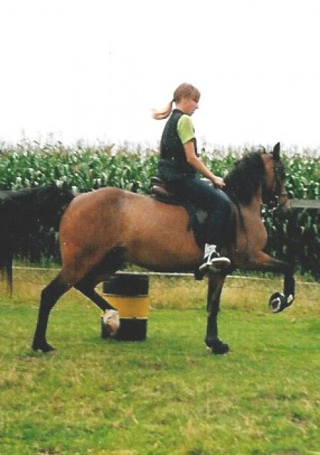Niederländisches Hackney Pony - Tiere - bei Bremen