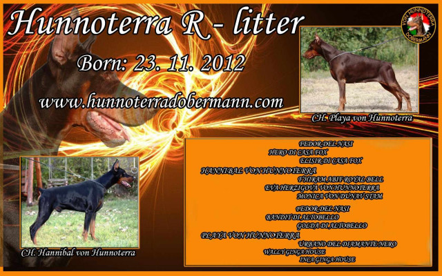 Dobermannwelpen aus TOP Zucht - Tiere - Forchheim